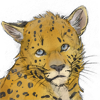 Only released for the Amur leopard charity drive. +5 Energy every 30 minutes Only released for the Amur leopard charity drive. +5 Energy every 30 minutes